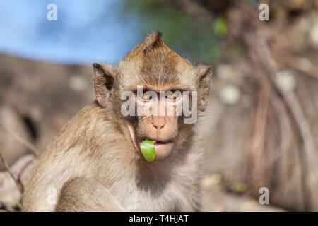 Ritratto di scimmie rhesus con una foglia nella sua bocca Foto Stock