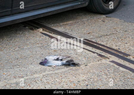 Piccione morto sui binari del tram. Decapitati roadkill su una strada con un movimento sfocati auto passando vicino ad esso. Concetto di sicurezza stradale e di polizia protectio Foto Stock