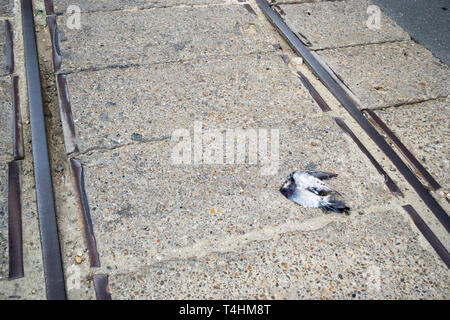 Roadkill sui binari del tram. Colomba esanime senza una testa sul terreno, tra vecchi binari tranviari. Concetto di sicurezza stradale e di protezione degli animali in urba Foto Stock