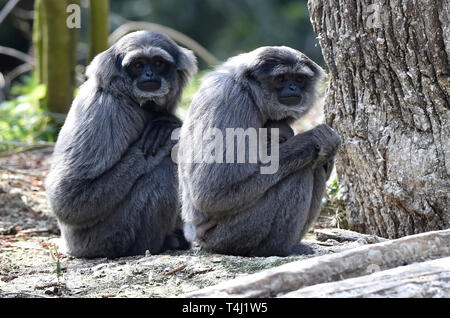 Zlin, Repubblica Ceca. Xvii Apr, 2019. ZOO di Zlin presenta gibbon argenteo (Hylobates moloch) cub (bambino) a Zlin, Repubblica ceca, 17 aprile 2019. Credito: Dalibor Gluck/CTK foto/Alamy Live News Foto Stock