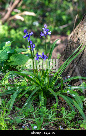 Northampton. U.K. Il 27 aprile 2019. Meteo. Bluebells (Hyacinthoides non scripta) fioritura precoce nel caldo sole primaverile nel bosco vicino al Nene Valley questa mattina.. Credito: Keith J Smith./Alamy Live News Foto Stock