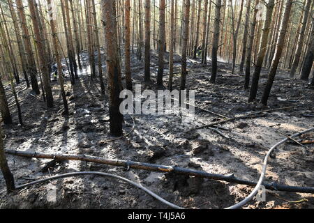 17 aprile 2019, il Land Brandeburgo, Groß Kreutz: In una zona di foresta vicino Groß Kreutz (distretto Potsdam-Mittelmark) ci sono alberi bruciati. I vigili del fuoco è stata in grado di contenere il fuoco, come un portavoce per la situazione nel centro di Potsdam detto in serata. Circa 300 metri quadri di foresta avrebbe preso fuoco. Foto: Julian Stähle/dpa-Zentralbild/dpa Foto Stock