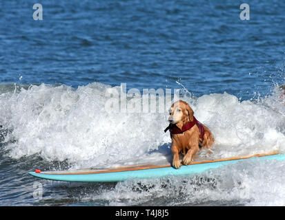 Santa Barbara, CA, Stati Uniti d'America. Xvii Apr, 2019. Le pesche, un 10-anno-vecchio Golden Retriever, cavalca un paddleboard su un onda da se stessa dopo il suo proprietario, Rose Hardeman, è caduto fuori del bordo in corrispondenza di Ledbetter Beach a Santa Barbara, California Credito: Mike Eliason/ZUMA filo/Alamy Live News Foto Stock