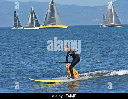 Santa Barbara, CA, Stati Uniti d'America. Xvii Apr, 2019. Rick Hayes cavalca un onda sulla sua paddleboard mercoledì 17 aprile 2019 insieme con il suo 5 mese vecchio Golden Retriever, Rocky, off Ledbetter spiaggia di Santa Barbara in California. Credito: Mike Eliason/ZUMA filo/Alamy Live News Foto Stock