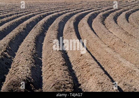 Modello di risalti curvi e solchi di un umico campo sabbioso, preparato per la coltivazione di patate Foto Stock