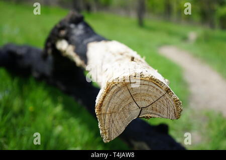 Albero bruciato tronco giacente nel Parco di primavera. Preciso taglio con crepe closeup. Il sentiero di distanza Foto Stock