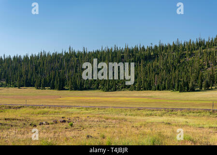 Il verde dei prati con la foresta al di là, sotto un cielo blu. Foto Stock