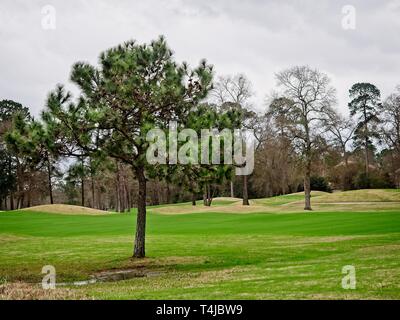 I boschi, TX USA - Feb 20, 2018 - Albero di Pino in campo da Golf in inverno a sud TX Foto Stock