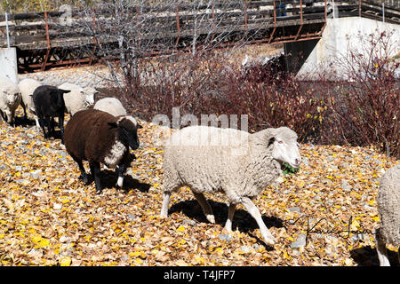 Pecore (Ovis aries) essendo herded annuale per il trek di pascoli più caldi Foto Stock