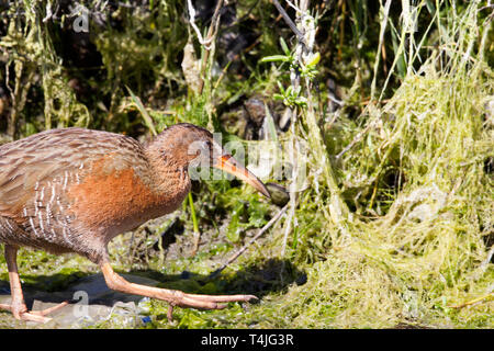 Ridgway parapetto Foto Stock