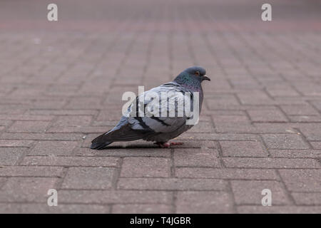 Piccione a Leeds City Market nello Yorkshire, Regno Unito Foto Stock