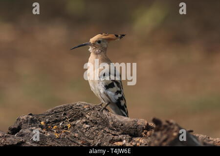 Un upupa in inverno nel Parco Nazionale di Keoladeo, Rajasthan Foto Stock