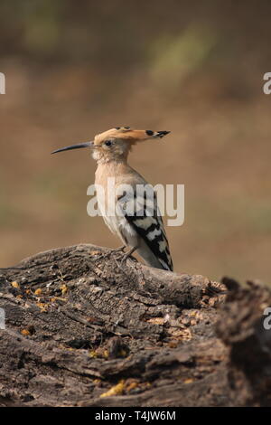 Un upupa in inverno nel Parco Nazionale di Keoladeo, Rajasthan Foto Stock