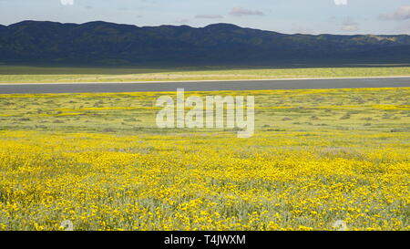California Goldenfields o Lasthenia californica. Super Bloom 2019, Carizzo Plain monumento nazionale, CALIFORNIA, STATI UNITI D'AMERICA Foto Stock