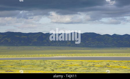 California Goldenfields o Lasthenia californica. Super Bloom 2019, Carizzo Plain monumento nazionale, CALIFORNIA, STATI UNITI D'AMERICA Foto Stock