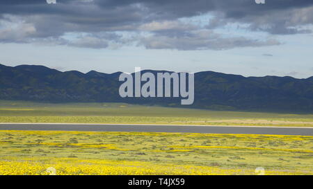 California Goldenfields o Lasthenia californica. Super Bloom 2019, Carizzo Plain monumento nazionale, CALIFORNIA, STATI UNITI D'AMERICA Foto Stock