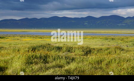 California Goldenfields o Lasthenia californica. Super Bloom 2019, Carizzo Plain monumento nazionale, CALIFORNIA, STATI UNITI D'AMERICA Foto Stock