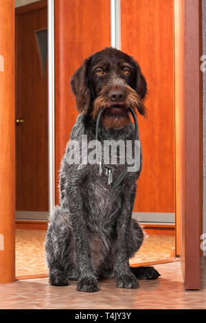 Dog sitter a portata di mano con un collare per cani in bocca Foto Stock