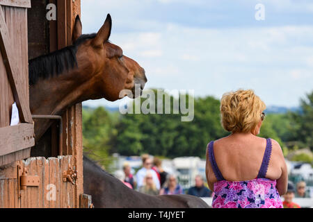 Nosy horse neighing & guardando sopra porta stabile (competizione equestre partecipante) & donna guardando showground evento - Grande spettacolo dello Yorkshire, Inghilterra, Regno Unito. Foto Stock