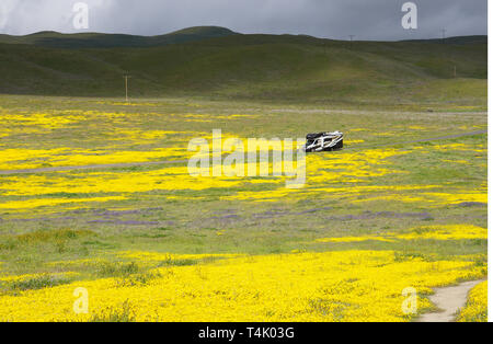 California Goldenfields o Lasthenia californica. Super Bloom 2019, Carizzo Plain monumento nazionale, CALIFORNIA, STATI UNITI D'AMERICA Foto Stock