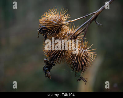 Thistle in inverno Foto Stock