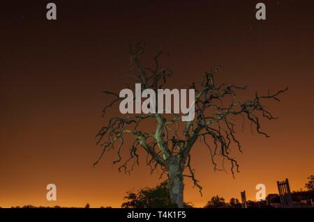 Dead quercia lunga esposizione che mostra l'inquinamento luminoso da Londra. Prese a Cobham, Surrey, Regno Unito. Foto Stock