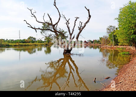 Albero morto nel lago con la riflessione sul cielo azzurro sfondo naturale Foto Stock