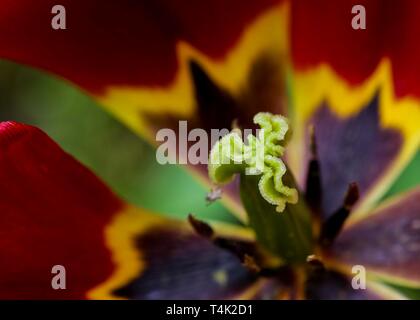 Close up di rosso, giallo e viola scuro tulip centro mostra lo stigma. Foto Stock