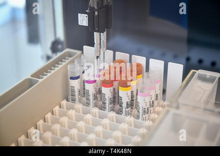 I campioni sono preparati per estrazione del DNA in un medico di laboratorio clinico, in base all'Università di Bristol. Stampa foto di associazione. Picture Data: lunedì 8 aprile 2019. Foto di credito dovrebbe leggere: Ben Birchall Foto Stock