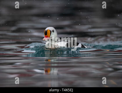 Re Eider in Batsfjord Harbour Foto Stock