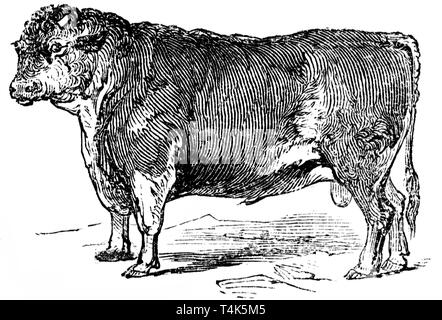 Taglio di legno intagliato, illustrazione presa da "tesoro di storia naturale' da Samuele Maunder, pubblicato 1848 Foto Stock