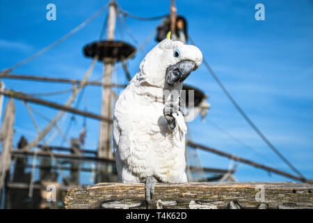 Bianco Giallo crested Cacatua, Cacatua galerita, in piedi su un vecchio legno barca pirata Foto Stock