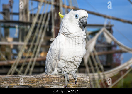 Bianco Giallo crested Cacatua, Cacatua galerita, in piedi su un vecchio legno barca pirata Foto Stock