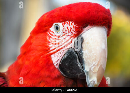 In prossimità della testa di ritratti di un pappagallo colorato ala verde scarlet macaw Foto Stock