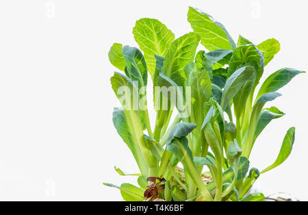 Succose foglie verdi di giovani cavolo nero su sfondo bianco. Copia dello spazio. Foto Stock
