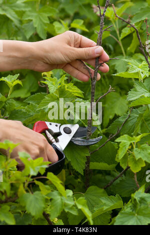 Le mani del giardiniere potatura corrente nera con secateurs Foto Stock