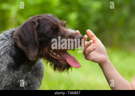 Mano del proprietario come accarezzare la testa del cane Foto Stock