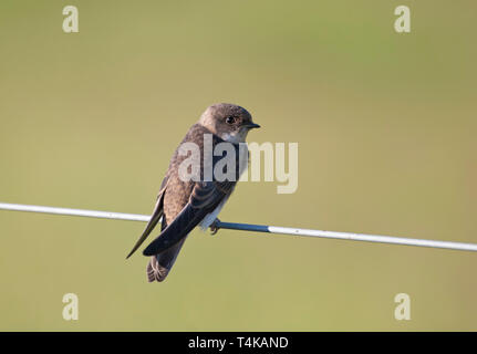 Sand Martin Riparia Riparia, singolo bambino appollaiato sul filo. Glen Feshie, Scotland, Regno Unito. Foto Stock