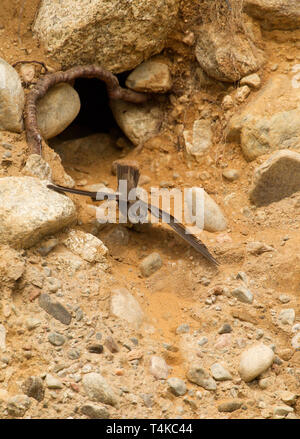 Sand Martin Riparia Riparia, singolo adulto battenti fuori del nido foro. Aviemore Scozia, Regno Unito. Foto Stock