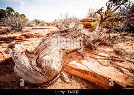 Asciugare il marcio alberi nel deserto dello Utah Foto Stock