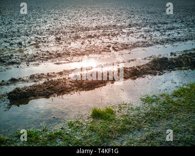 Agricoltura tedesco soffre di campi allagati. Dopo forti piogge, l'acqua è a terra. Il suolo è soggy e cedevole. Foto Stock