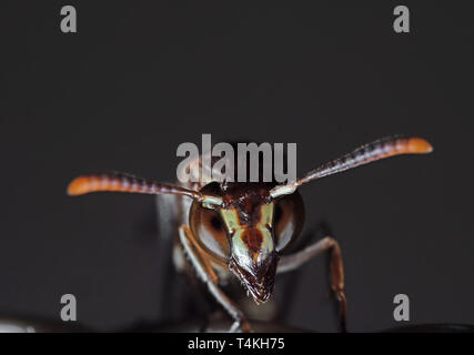 La fotografia macro della testa della carta Wasp isolato su sfondo grigio Foto Stock