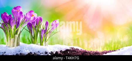 Banner di viola di Crochi in fiore nel giardino terreno con fusione della neve e sole - Primavera Foto Stock