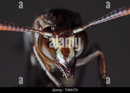La fotografia macro della testa della carta Wasp isolato su sfondo grigio Foto Stock