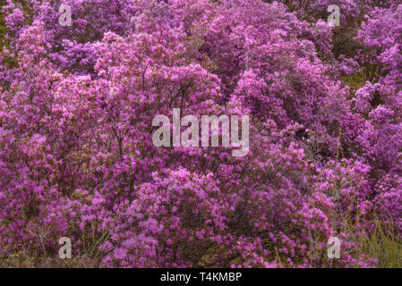 Belle macchie di arbusti con molla luminoso fiori viola di rododendro Ledebour sul pendio della montagna Foto Stock