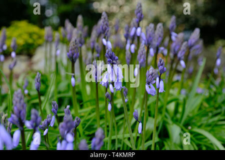 Bluebell fiori in primavera, North Yorkshire Foto Stock