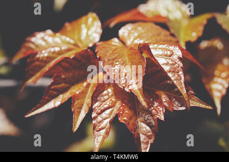 Un close-up di edera arancione Foto Stock