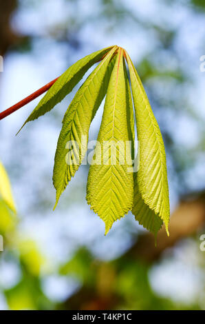 Fresca giovani foglie verdi di un albero di castagno Foto Stock