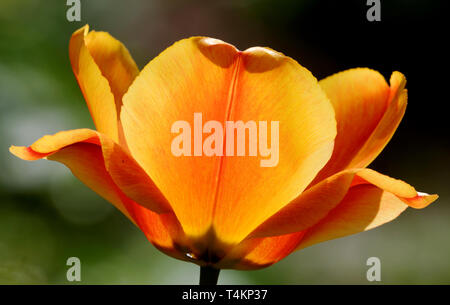 Orange Tulip su sfondo nero si illumina in retroilluminato Foto Stock