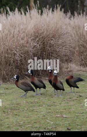 Sibilo d'anatra, famiglia WWT London Wetland Trust, UK. Foto Stock